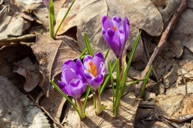 Mor renkli kır çiçekleri, Crocus tommasinianus, Barr 'ın moru, ilkbaharda açan, yan manzara, yeşil yeşillik arka plan.