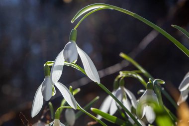 Beyaz kardelen çiçeği, yaklaş. Galanthus çiçekleri, baharın başlarında, yeşil arka planda güneş tarafından aydınlatılan bulanık bir çiçek. Amaryllidaceae familyasındaki Galanthus nivalis ampul, daimi bitkisi..