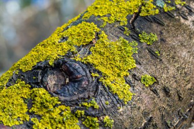 Turuncu liken (İngilizce: 