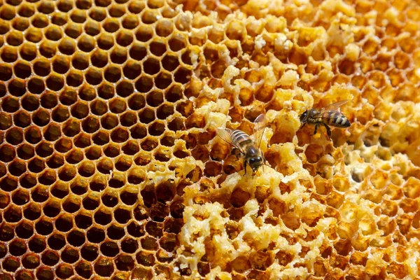벌들은 세포를 연구하고 있습니다 매크로닫아 세계적 복사붙여 원문을 — 스톡 사진