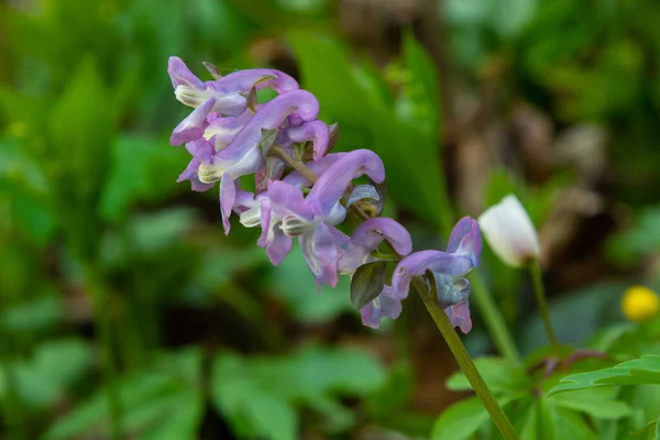 Raiz Oca Corydalis Cava Florescendo Chão Floresta Parque Durante Primavera — Fotografia de Stock