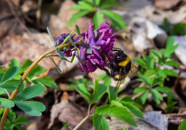 Hollow Root Corydalis Cava Blooming Forest Floor Park Spring — Stock Photo, Image