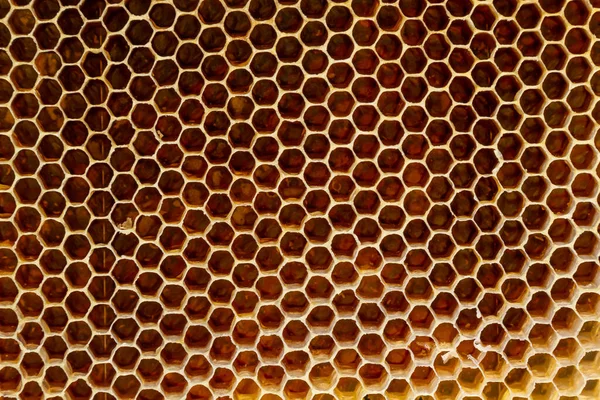 Background Texture Pattern Section Wax Honeycomb Bee Hive Filled Golden Stock Picture