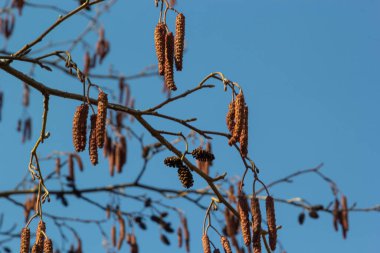 Avrupa alfabesi, Alnus glutinosa, ağaç, baharın başlarında koni ve catkins yakın plan.