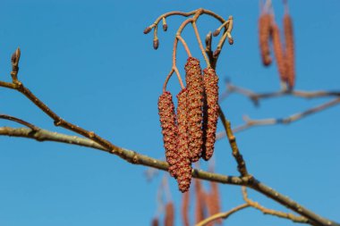 Avrupa alfabesi, Alnus glutinosa, ağaç, baharın başlarında koni ve catkins yakın plan.