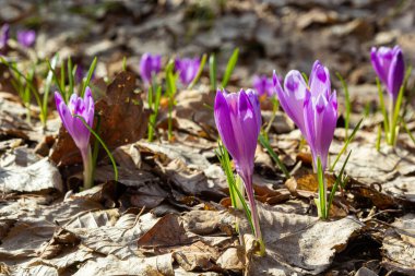 Mor renkli kır çiçekleri, Crocus tommasinianus, Barr 'ın moru, ilkbaharda açan, yan manzara, yeşil yeşillik arka plan.