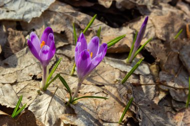Ormanlık bir tarlaya yakın, krokus tommasinianus, çiçek açıyor..