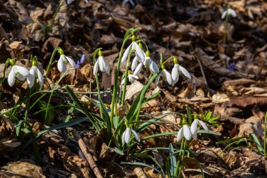 Beyaz kardelen çiçeği, yaklaş. Galanthus çiçekleri, baharın başlarında, yeşil arka planda güneş tarafından aydınlatılan bulanık bir çiçek. Amaryllidaceae familyasındaki Galanthus nivalis ampul, daimi bitkisi..