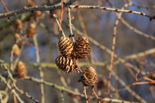 유럽의 잎갈나무 이두아 겨울에 원추체가 가지의 — 스톡 사진