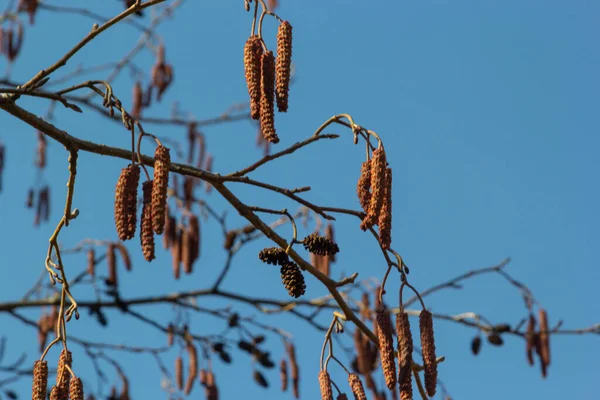 Europäische Erle Alnus Glutinosa Baum Nahaufnahme Von Zapfen Und Kätzchen — Stockfoto