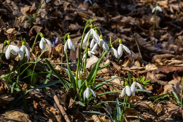 Beyaz kardelen çiçeği, yaklaş. Galanthus çiçekleri, baharın başlarında, yeşil arka planda güneş tarafından aydınlatılan bulanık bir çiçek. Amaryllidaceae familyasındaki Galanthus nivalis ampul, daimi bitkisi..