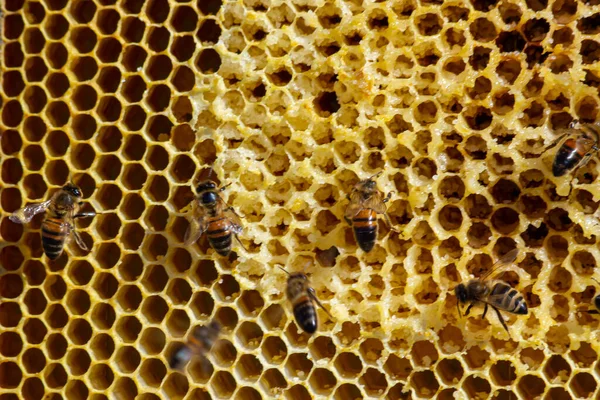 Пчелы Работают Над Медовыми Клетками Закройте Макрос Всемирный День Пчёл — стоковое фото