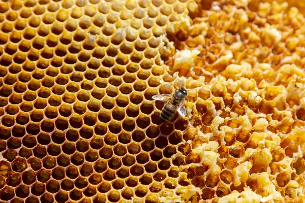 Včely Pracují Medových Buňkách Zavřít Makro Světový Den Včel Kopírovat — Stock fotografie