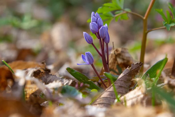 İlkbahar ormanlarında, güneş diskinin arka planında, ephemeroid bitkisi Scilla bifolia çiçek açar. Scilla bifolia doğal yaşam alanında..
