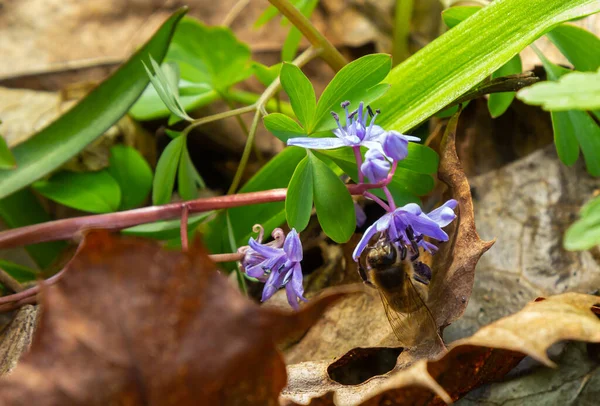 Abelha Coleta Néctar Pólen Flor Azul Ligeiramente Murcha Scilla Bifolia — Fotografia de Stock