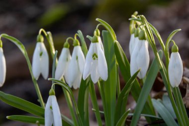Beyaz kardelen çiçeği, yaklaş. Galanthus çiçekleri, baharın başlarında, yeşil arka planda güneş tarafından aydınlatılan bulanık bir çiçek. Amaryllidaceae familyasındaki Galanthus nivalis ampul, daimi bitkisi..
