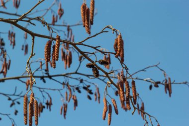 Avrupalı kızılağaç, Alnus glutinosa, olgun dişi catkins dalları, çiçek açan erkek catkins ve tomurcukları yumuşak arka planda, seçici odak.