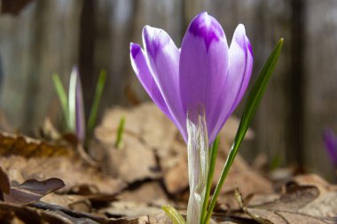 Mor renkli kır çiçekleri, Crocus tommasinianus, Barr 'ın moru, ilkbaharda açan, yan manzara, yeşil yeşillik arka plan.