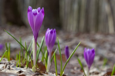 Ormanlık bir tarlaya yakın, krokus tommasinianus, çiçek açıyor..