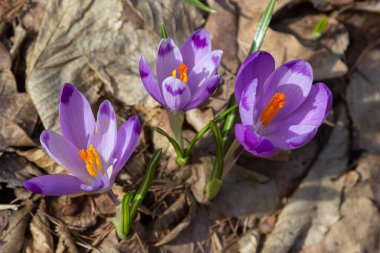 Mor renkli kır çiçekleri, Crocus tommasinianus, Barr 'ın moru, ilkbaharda açan, yan manzara, yeşil yeşillik arka plan.