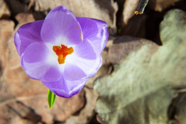 Mor renkli kır çiçekleri, Crocus tommasinianus, Barr 'ın moru, ilkbaharda açan, yan manzara, yeşil yeşillik arka plan.