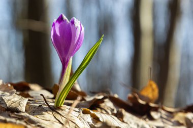 Ormanlık bir tarlaya yakın, krokus tommasinianus, çiçek açıyor..