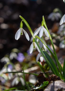 İlkbahar kar damlaları, Galanthus nivalis, seçici odak ve dağınık arkaplan.