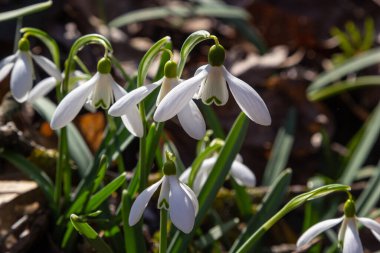 İlkbahar kar damlaları, Galanthus nivalis, seçici odak ve dağınık arkaplan.