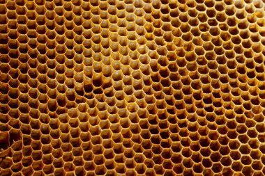 Balmumu bal peteğinin bir bölümünün arkaplan dokusu ve deseni tam çerçeve görünümlü altın bal dolu bir arı kovanına ait..