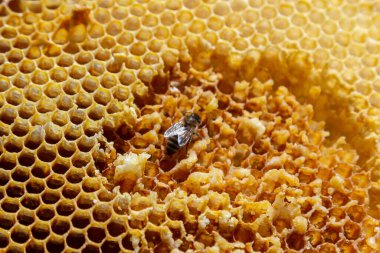 Arılar bal hücreleri üzerinde çalışıyor. Makroyu kapat. Dünya Arı Günü. Kopyala yapıştır. Metin için boşluk.