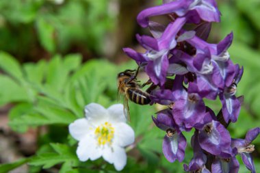 Oyuk kök, Corydalis cava, baharda bir parkta çiçek açıyor..