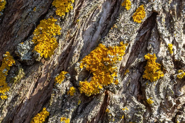 Turuncu liken (İngilizce: 