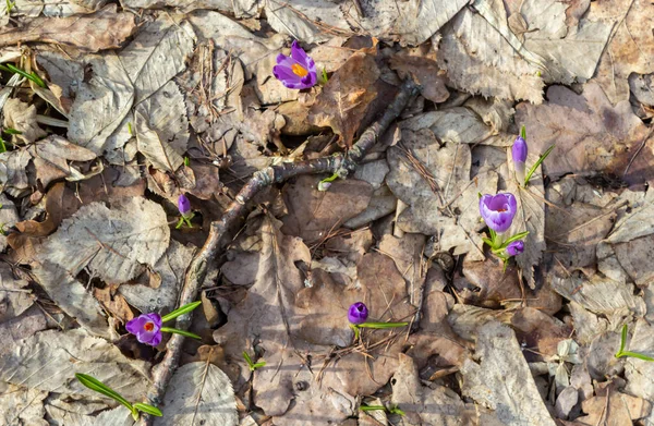 Close up of a woodland crocus, crocus tommasinianus, flower emerging into bloom.