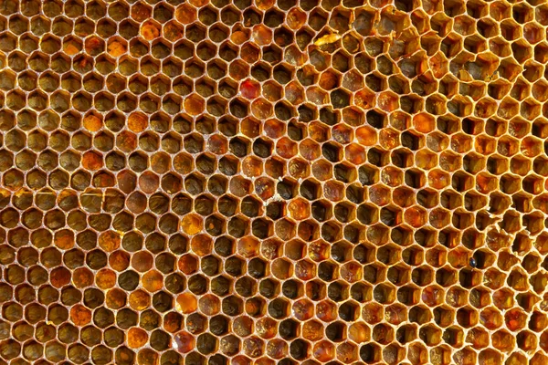 금빛꿀 벌통에서 벌집의 — 스톡 사진