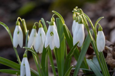 İlkbahar kar damlaları, Galanthus nivalis, seçici odak ve dağınık arkaplan.