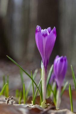Ormanlık bir tarlaya yakın, krokus tommasinianus, çiçek açıyor..