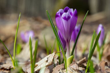 Mor renkli kır çiçekleri, Crocus tommasinianus, Barr 'ın moru, ilkbaharda açan, yan manzara, yeşil yeşillik arka plan.