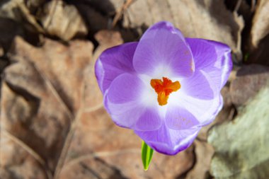 Ormanlık bir tarlaya yakın, krokus tommasinianus, çiçek açıyor..