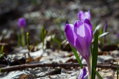 Mor renkli kır çiçekleri, Crocus tommasinianus, Barr 'ın moru, ilkbaharda açan, yan manzara, yeşil yeşillik arka plan.