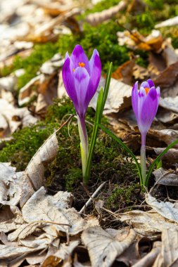 Mor renkli kır çiçekleri, Crocus tommasinianus, Barr 'ın moru, ilkbaharda açan, yan manzara, yeşil yeşillik arka plan.