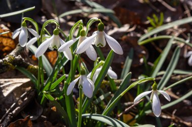 Beyaz kardelen çiçeği, yaklaş. Galanthus çiçekleri, baharın başlarında, yeşil arka planda güneş tarafından aydınlatılan bulanık bir çiçek. Amaryllidaceae familyasındaki Galanthus nivalis ampul, daimi bitkisi..