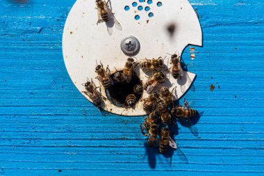 Bal arıları kovanına giriyor. Kovan girişindeki arılar, kovanın mavi arka planına yakın çekim yapıyorlar. Arılar, arı kovanları, arıcılık, bal üretimi. Ev arısı, seçici odaklanma. Uçan arılara yaklaş