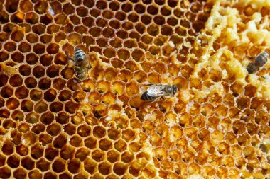 Arılar bal hücreleri üzerinde çalışıyor. Makroyu kapat. Dünya Arı Günü. Kopyala yapıştır. Metin için boşluk.