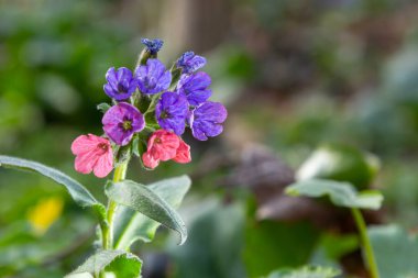 Pulmonaria officinalis ya da yaygın adıyla Ciğerotu, Mary 'nin gözyaşları ya da Meryem Ana' nın süt damlaları Pulmonaria familyasından sonsuza dek yeşil otçul bir bitki türü..