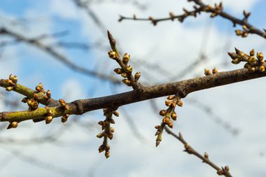 Bahar başında ağaç dalında tomurcuklanan tomurcuklar.