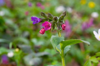 Pulmonaria officinalis ya da yaygın adıyla Ciğerotu, Mary 'nin gözyaşları ya da Meryem Ana' nın süt damlaları Pulmonaria familyasından sonsuza dek yeşil otçul bir bitki türü..