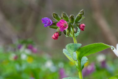 Pulmonaria officinalis ya da yaygın adıyla Ciğerotu, Mary 'nin gözyaşları ya da Meryem Ana' nın süt damlaları Pulmonaria familyasından sonsuza dek yeşil otçul bir bitki türü..