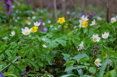 Anemone nemorosa, Anemon cinsine ait bir çiçekli bitkidir. Makro fotoğraf