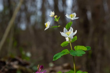 Sahte Anemone ya da Isopyrum thalictroides, çiçek açan ilkbahar erken dönem Avrupa bitkisi yerleşim alanları, Ranunculaceae familyası Avrasya yerlisi.