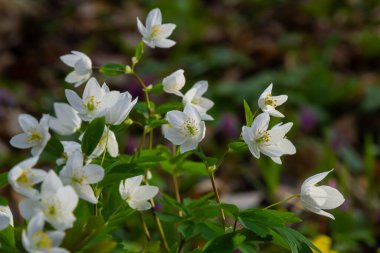 Sahte Anemone ya da Isopyrum thalictroides, çiçek açan ilkbahar erken dönem Avrupa bitkisi yerleşim alanları, Ranunculaceae familyası Avrasya yerlisi.